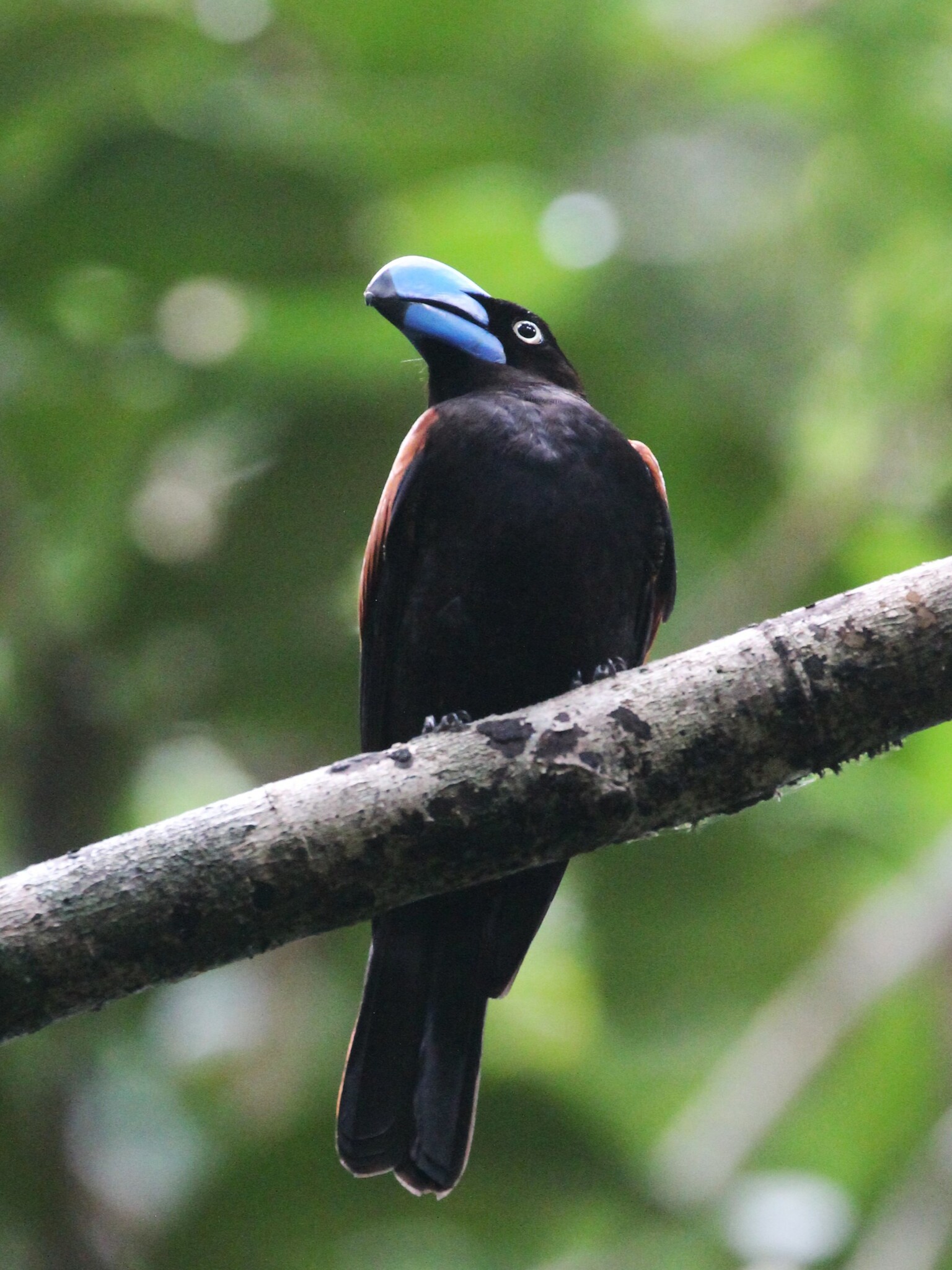 Helmet Vanga (Euryceros prevostii), photo 5
