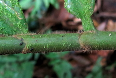 Costus allenii