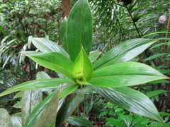 Costus allenii