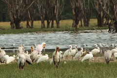 Mycteria ibis
