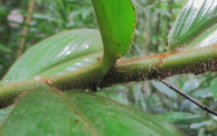 Costus allenii