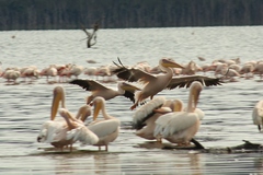 Pelecanus onocrotalus