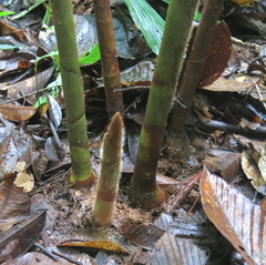 Costus allenii