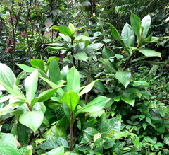 Costus allenii