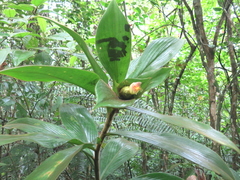 Costus allenii