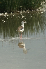 Himantopus himantopus