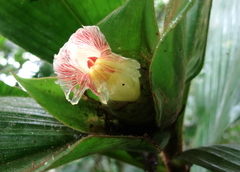 Costus allenii