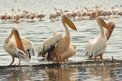 Pelecanus onocrotalus