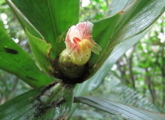 Costus allenii