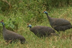 Numida meleagris