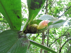 Costus allenii