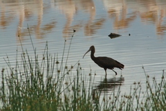 Plegadis falcinellus