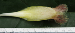 Costus allenii