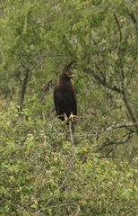 Lophaetus occipitalis