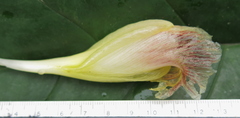 Costus allenii