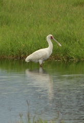 Platalea alba
