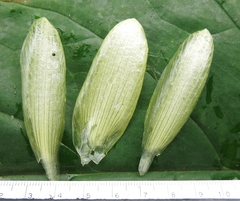 Costus allenii
