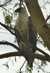 Haliaeetus vocifer