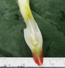 Costus allenii