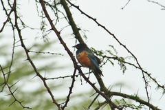 Lamprotornis superbus