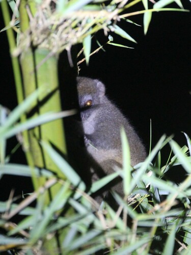 Northern Bamboo Lemur