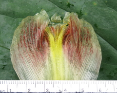 Costus allenii
