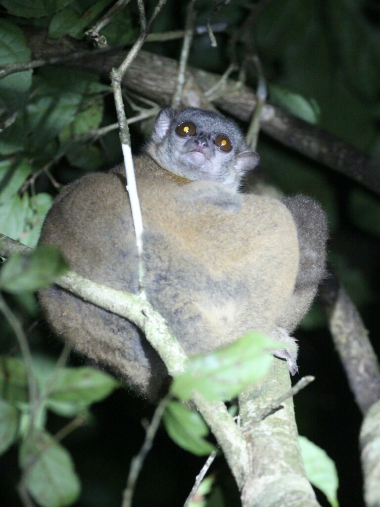 Seal's Sportive Lemur