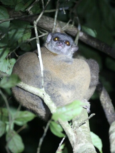 Seal's Sportive Lemur