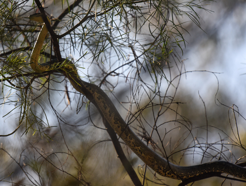 Diamond Python sighting