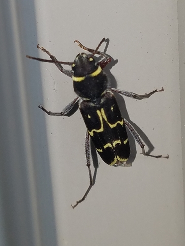 Spruce Zebra Beetle