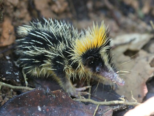Lowland Streaked Tenrec