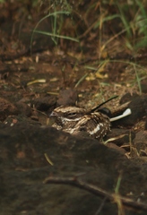 Caprimulgus clarus