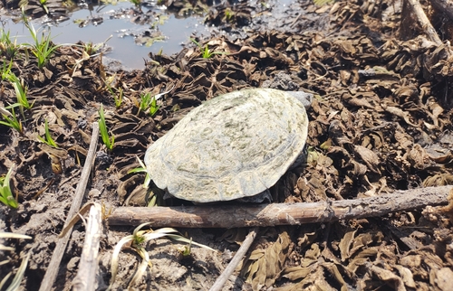 Tuberculate Toad-headed Turtle