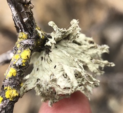 Ramalina canariensis