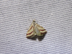 Microtheoris vibicalis