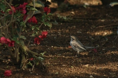 Bradornis microrhynchus