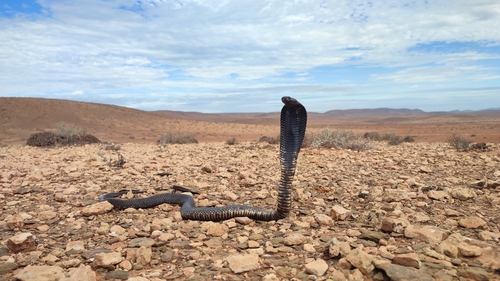 Egyptian Cobra