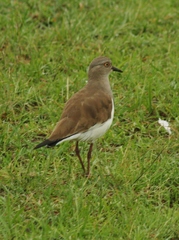 Vanellus melanopterus