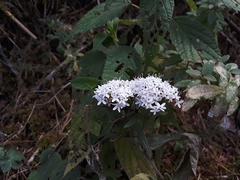 Stevia serrata