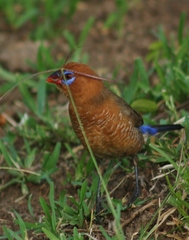 Granatina ianthinogaster