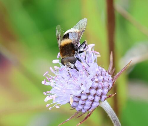 Furry Dronefly photo 4