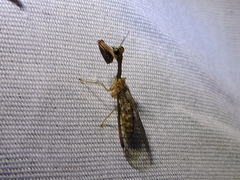 Leptomantispa pulchella