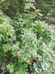 Ribes rubrum