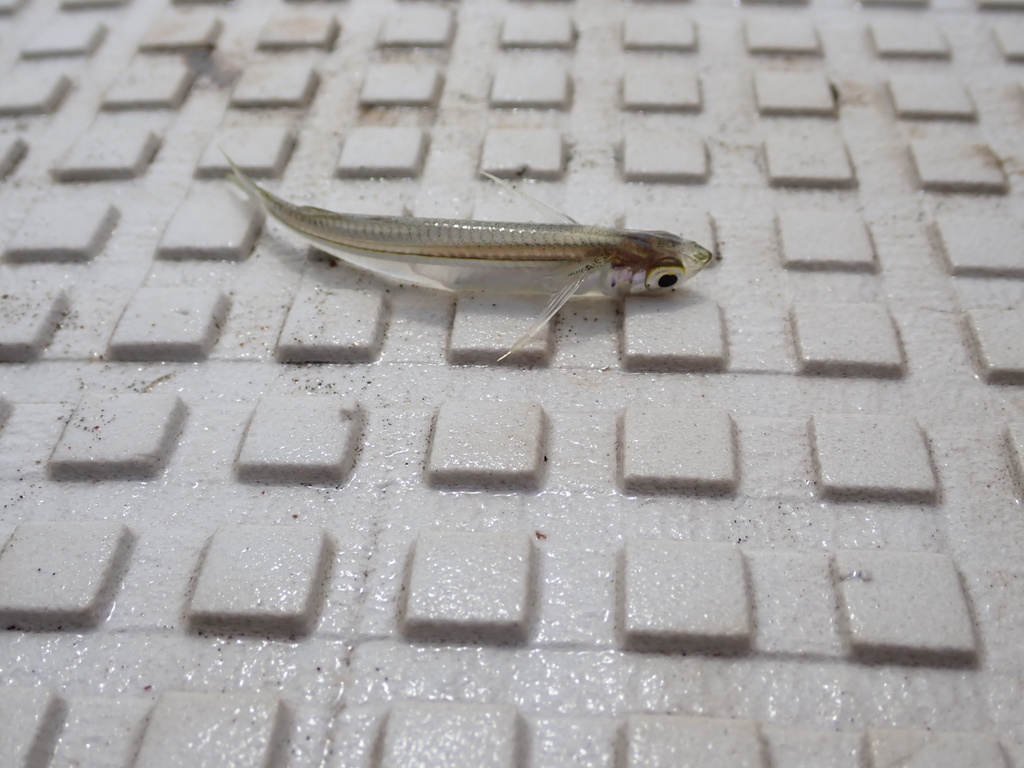 Silver silverside (Atherinella argentea) — Atherinopsidae