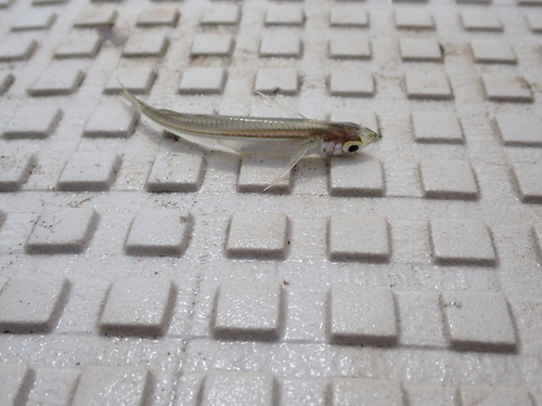 Silver silverside (Atherinella argentea) — Atherinopsidae