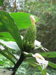 Costus guanaiensis