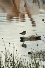 Calidris minuta
