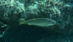 Striped Croaker photo 2