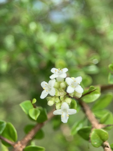 Machaonia woodburyana