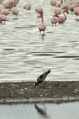 Vanellus armatus